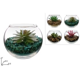 PIANTA GRASSA C/VASO VETRO