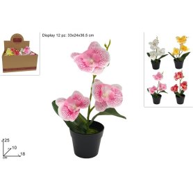 PIANTINA ORCHIDEA