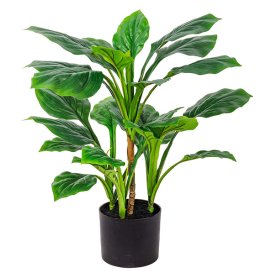 PIANTA HOSTA H60CM