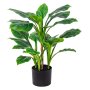 PIANTA HOSTA H60CM