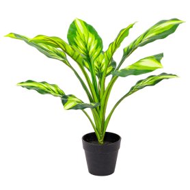 PIANTA HOSTA H45CM