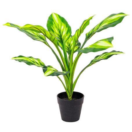 PIANTA HOSTA H45CM