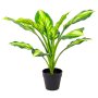 PIANTA HOSTA H45CM
